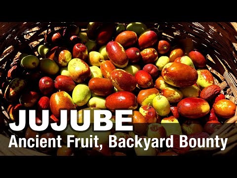 Jujube – Ancient Fruit, Backyard Bounty