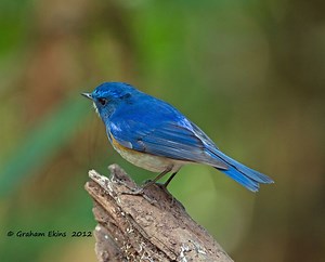 Himalayan bluetail - Alchetron, The Free Social Encyclopedia
