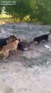 BIG DOGS ATTACK A MAN
