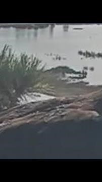 Eaglets caught hatching on livestream camera
