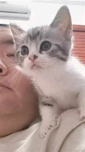 My Litten Kitten.#bearlife #gaybear #singlebear #asianbear #cutebear