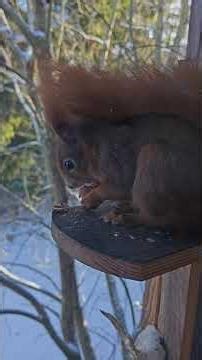Teil1 Nahaufnahme Eichhörnchen öffnet Haselnuß #shorts