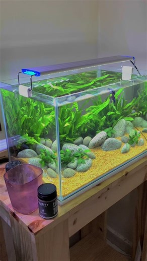 Iris Scape: Blue Betta Aquascape Design Process