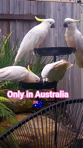 The Most Adorable Cockatoos #cockatoo #birds #nature