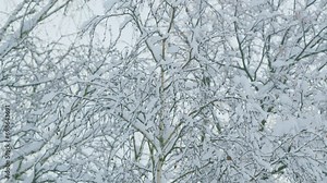 Beautiful Details On A Cold Winter Day. Winter Background Of Deciduous Forest.