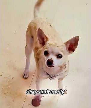 A wealthy Chihuahua's Mexican adventure.#movie #film #usa #foryou #fyp