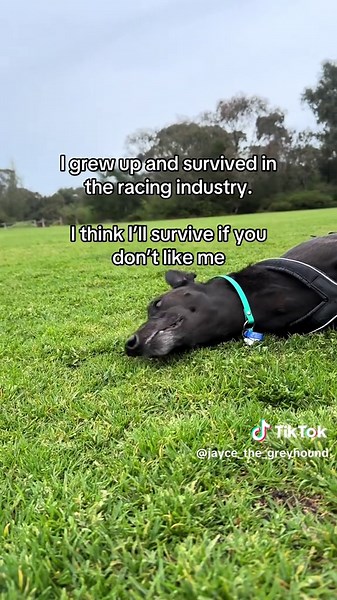 Ending Greyhound Racing: An Advocate's Commitment