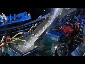 From sea to plate: How Mega sardines are made