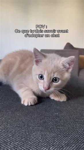 J’espère que je vous ai convaincu d’adopter un chat 👹