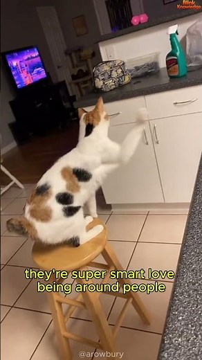 Japanese Bobtail: The Smart and Playful Cat You’ll Love 😻🎌