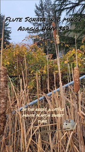 G. F. Handel: Flute Sonata in B Minor HWV 367 #flute #short #baroque #baroquemusic