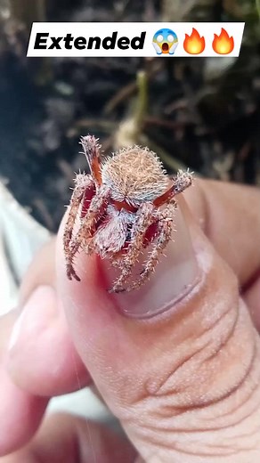 23K views · 317 reactions | Brown red spider  #mindorolines #comment #spider #everyonehighlights #fbreelsfypシ゚ #fypviralシ #followersreels #shortsvideos #hunting @highlight Jks Web Kwentong Gagamba Gagamba Ni VP Tenorio Sam Arachke Pets Mar Kiees King.Anthony.tv LC ExoPh Behind the Lens Mark Maupay Ron Calingo Alit Dreii samphotography ZaldyTv2019 Saguitarius Handler Joselito Cogonon Jeffy Bornales Franco Cliand Najera Fetreo Tome Sibelo | Mark Anthony Maupay | Facebook