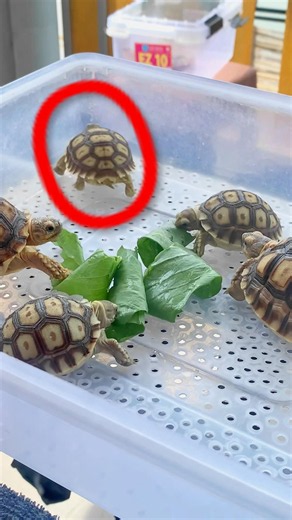 CARA SULCATA RAKUS TANPA MOGOK MAKAN??