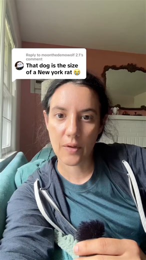 8.1K views · 78 reactions | How come people think small dogs can’t do some damage? Small dogs can easily injure a person too if they are aggressive. All aggression in dogs should be taken seriously, and some people are just afraid of dogs! #reactivedog #anxiousdog #reactivedogs | Thinking Canine | Facebook