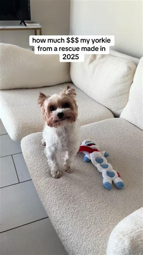 Yorkie Rescue Costs: What to Expect in 2025