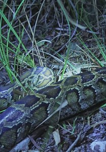 Swamp People: Serpent Invasion S04:E14 - Heat Is On