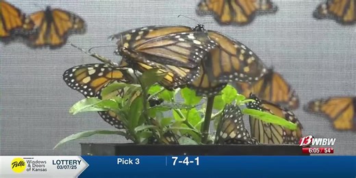 Iconic butterfly threatened by habitat loss