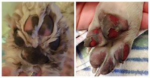 This 11 Second Simple Test Could Save Your Dog An Emergency Vet Visit