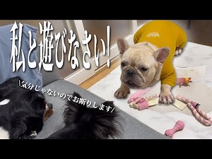 [Rare Footage] A normally quiet dog invites a younger dog to play! The way he invites a younger d...