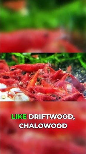 Hardscaping for Happy Shrimp: Hiding Spots!