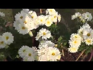 Identify Flowers and Plants with their Names