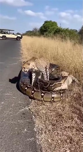 Cheetahs Save Leopard From Python Attack | Wild Animals Fight #viral #shorts