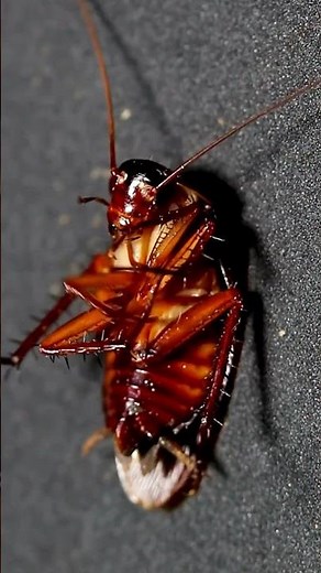 Hissing American Cockroach - 4K Close Up | Hissing Cockroach sound effect | Sound of Cockroach