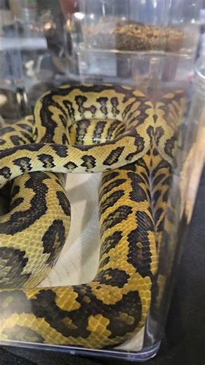 Golden Scales & Wild Patterns 😁 Escamas de Oro y Patrones Salvajes...