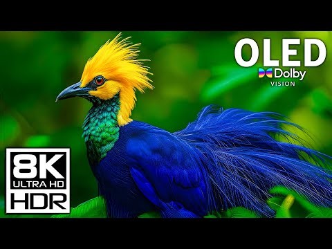 Experience Stunning 8K HDR Dolby Vision | OLED TV Demo 60FPS Like Never Before