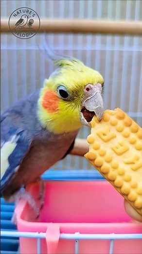 Cockatiel Singing – Relaxing and Cute Bird Sounds #Shorts