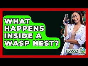 What Happens Inside A Wasp Nest? - Biology For Everyone