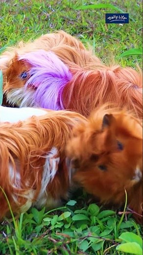 Capybara vs Guinea Pig | What's the Difference? | Wildlife