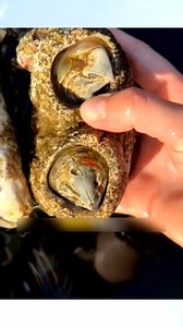 128K views · 574 reactions | #Barnacles #MarineLife #SeaCreatures...