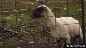 The Screaming Sheep (Original Upload) on Make a GIF