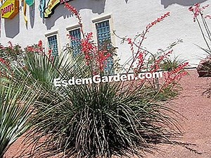 Yucca Merah, Yucca Coral, False Yucca, Hesperaloe Parviflora 🌿 Semua Tentang Berkebun Dan Desain Taman - 2025