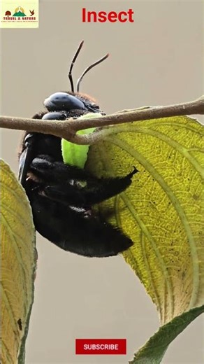 #insect #insects #nature #naturelovers #naturephotography