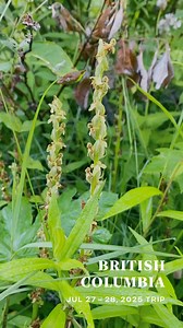 My quick road trip to the cascade ranges and Manning provincial park BC 🇨🇦 to check in on the orchids and wildflowers - 27 - 28 July 2025 (oh and all the birds and wildlife of course - not forgetting the loons 😄 videos on my YouTube soon) - my contact links - https://bio.link/pacificnorthwestkate | Pacificnorthwestkate