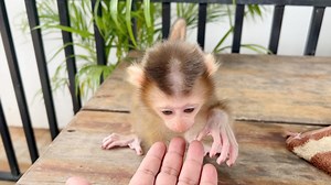 Tiny Baby Katy Enjoying Walk Play On Table In Hut | Monkey Harry's Family