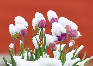 Early spring or 6 more weeks of winter? AccuWeather experts break down the 2024 US spring forecast