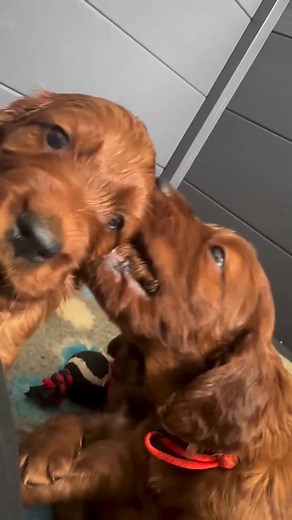 Puppy play time 🥰 #IrishSetter #IrishSetterPuppy #IrishSetterPuppies #IrishSetterLovers #IrishSetterLife #IrishSetterLove #IrishSetterOfInstagram #IrishSetterBreeder #IrishSetterKennel #IrishSetterPuppyLove #RedSetter #SetterPuppy #SetterLove #SetterLife #IrishSetterNation #IrishSetterWorld #IrishSetterGram #IrishSetterDogs #SetterPuppiesForSale #IrishSetterCommunity | Irish Setter Kennel