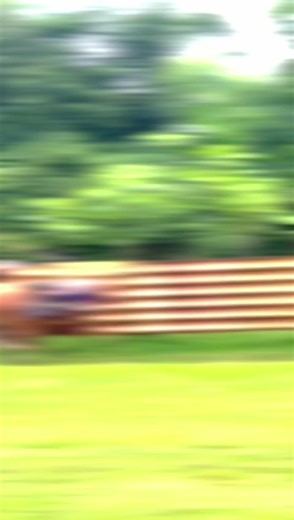 Kerapan Sapi 2026: Pertandingan Seru Bersama Efendi dan Zahra