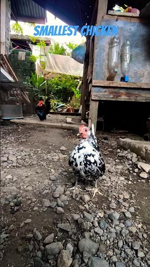 smallest chicken in the world #chickentype #chicken #fancychicken