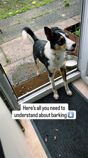Here is everything you need to know about barking 🐶 🗯️ It can happen for so many reasons! Let’s see what your dog is trying to tell you: Emotional Reasons - They’re excited - They might be scared, anxious, or startled - They might be frustrated (can’t reach something, can’t chase, etc.) - They could be overwhelmed or overstimulated - They might be bored - They’re warning something or someone to back off from them or their resource Learned Habits - They’ve learned barking gets results (attentio