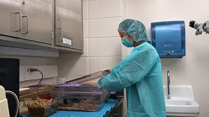 Optimized Minimally Invasive Transscleral Subretinal Injection Technique in Mouse