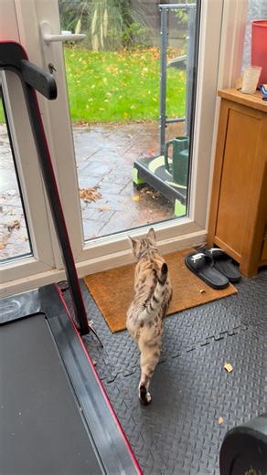 Beautiful Tiger 💝🐾 #FurryFamily #fluffy #whiskers | Tiger the bengal cat