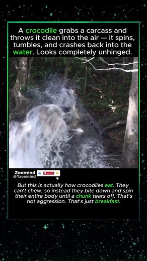 This Crocodile Just Launched Its Meal Into The Air #viral #wildlife #animalshorts #wow #crocodile