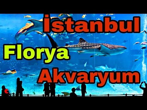Florya İstanbul Akvaryum. İstanbul aquarium 2022. Аквариум Стамбуле.