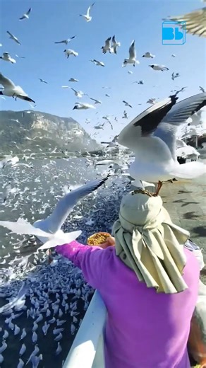 3.8K views · 151 reactions | Take a day to visit Dianchi Lake | Blue Box | Facebook