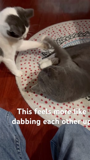 Awkward cat slapping battle…
