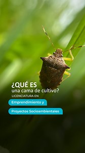 ¡Descubre cómo la UMA revoluciona la agricultura! • Diseñamos sistemas que producen alimentos y respetan el equilibrio natural. • Cada detalle es clave: clima, interacciones entre plantas... Aquí se forman líderes para un mundo más sostenible. ¿Quieres ser uno de ellos? Únete! Registra tu examen de admisión ahora #UMA #SostenibilidadEnAcción | Universidad del Medio Ambiente - UMA México